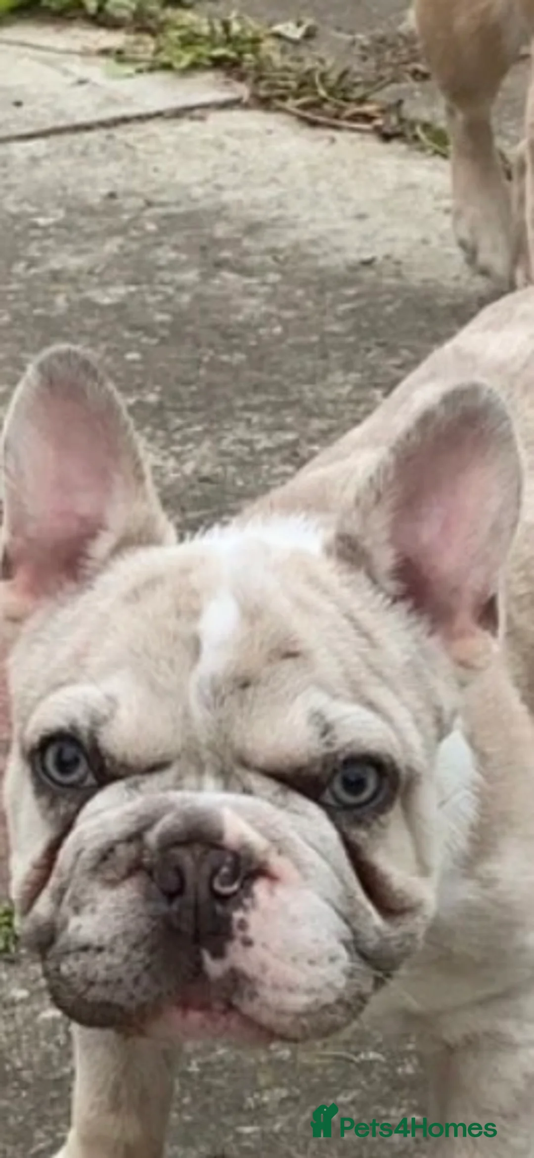 French Bulldog dogs for stud: 💎 Simba DWKC – Merle French Bulldog Stud 🐾 - Advert 1