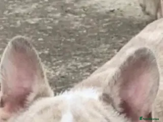 French Bulldog dogs 💎 Simba DWKC – Merle French Bulldog Stud 🐾 - Advert 5