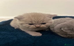 British Shorthair cats for sale: Meet the GCCF British Shorthair - Cuties - Image 4