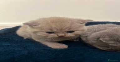 British Shorthair cats - Advert 9