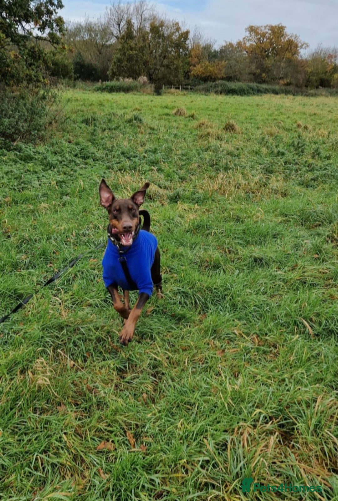 Dobermann dogs Loving Dog needs a new home - Advert 1