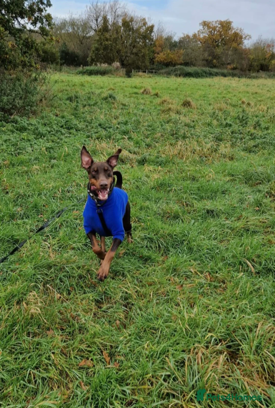 Dobermann dogs for sale: Loving Dog needs a new home in Birmingham - Advert 1