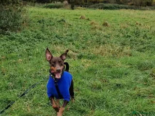 Dobermann dogs Loving Dog needs a new home - Advert 1