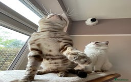 Bengal cats for sale: Beautiful Bengal boy - Image 12
