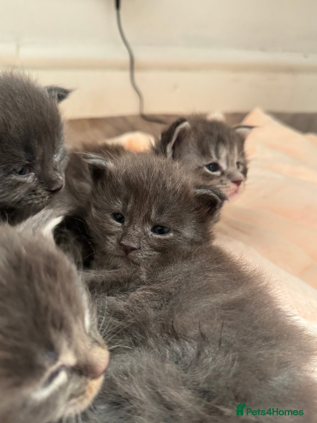 Maine Coon cats for sale: Maine Coon TICA registered✨ - Advert 2