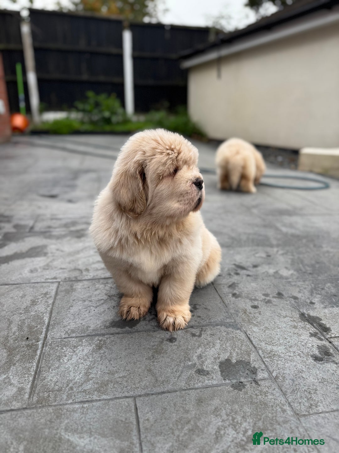 Tibetan Mastiff dogs for sale: Chinese Tibetan mastiff pups  - Image 15