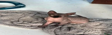 Sphynx 1 ralph