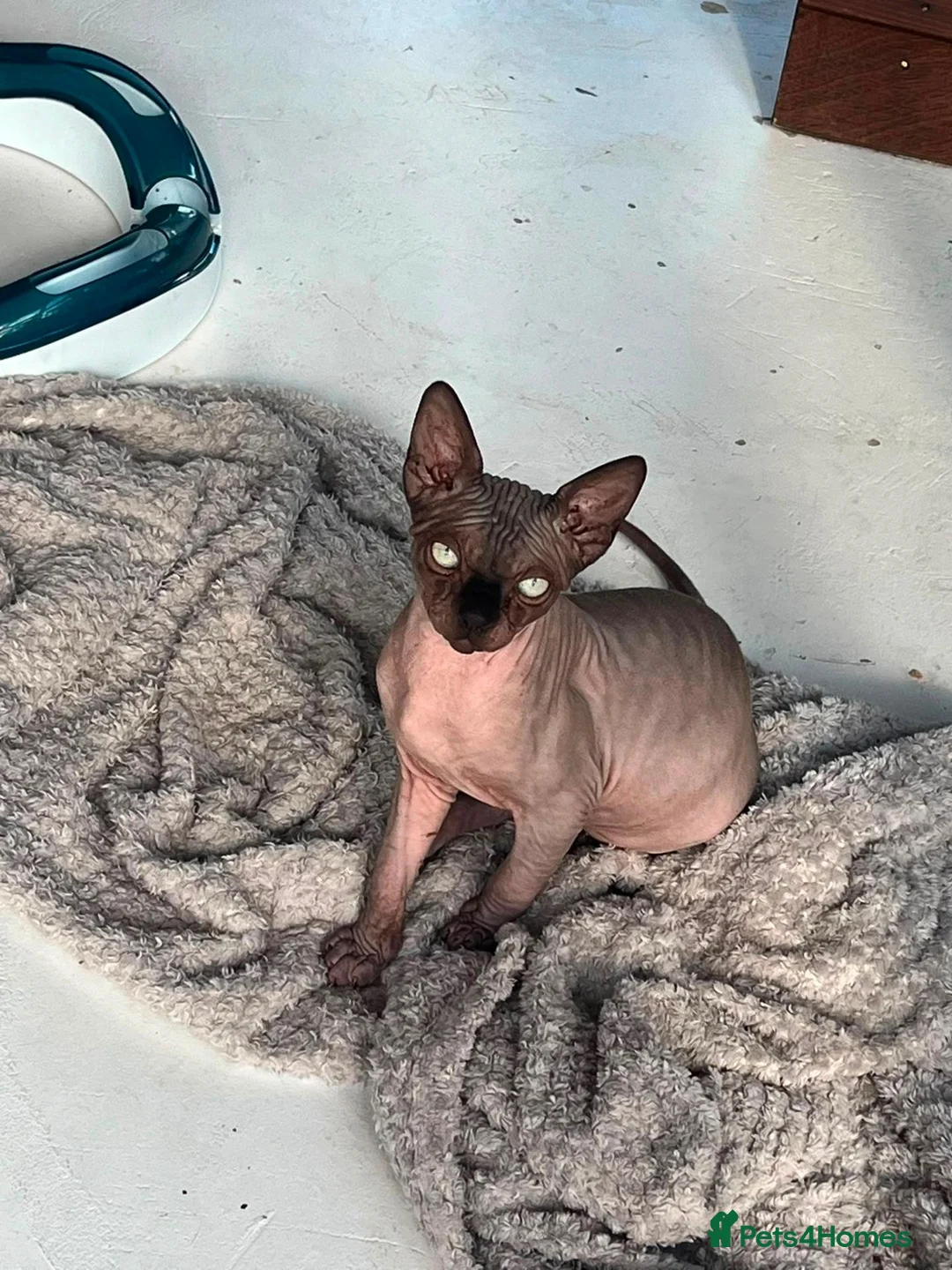 Sphynx cats for sale: Beautiful 6mth male sphynx for sale - Advert 2