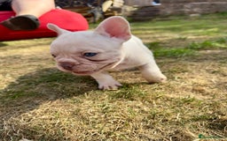 French Bulldog dogs for sale: KC registered French Bulldog puppies. READY 31/8 - Image 27