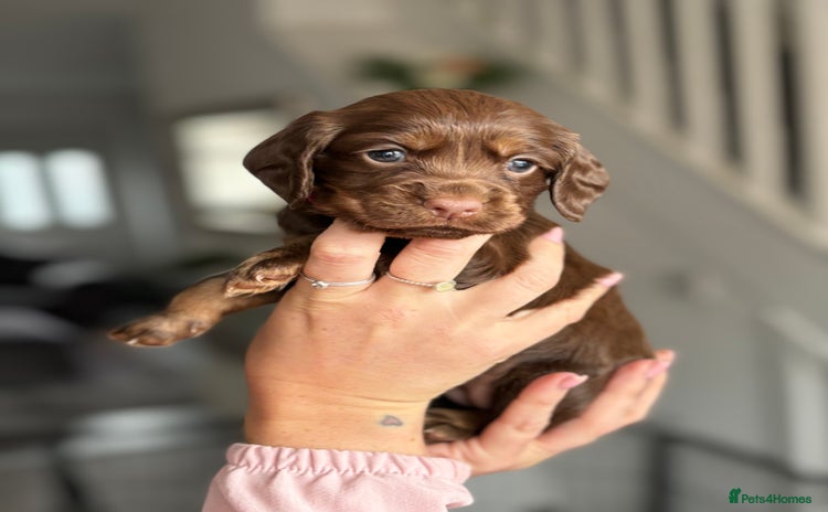 Cocker Spaniel dogs - Advert 14