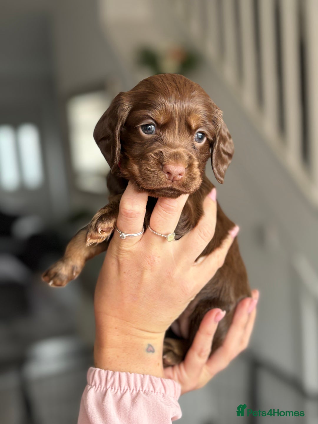 Cocker Spaniel dogs for sale: Cocker spaniel (working cocker spaniel)   - Image 4
