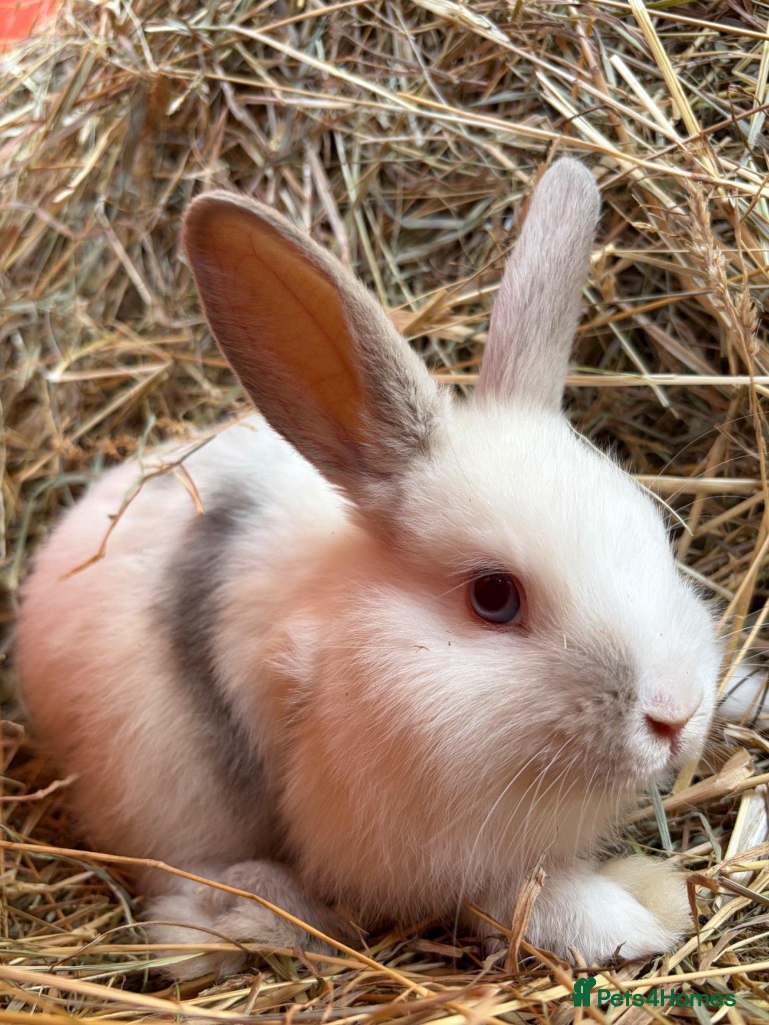 French Lop rabbits French lop babies ready to go  - Advert 2