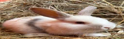 French Lop rabbits for sale: French lop babies ready to go  - Advert 2