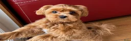 Maltipoo dogs for sale: Asian/Korean Maltipoo. DNA tested parents. - Advert 16