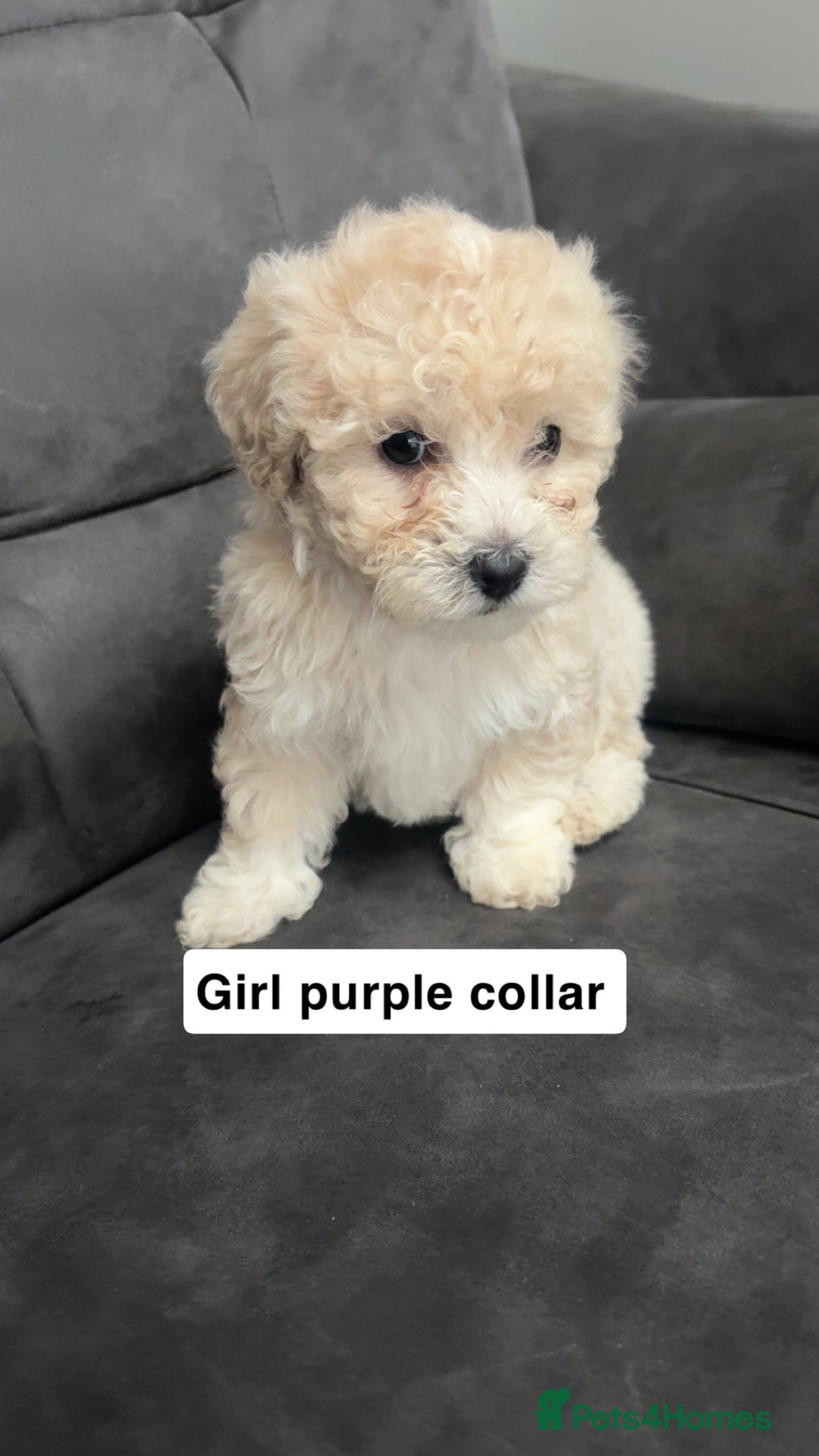 Maltipoo dogs for sale: Stunning maltipoo puppies   - Advert 4