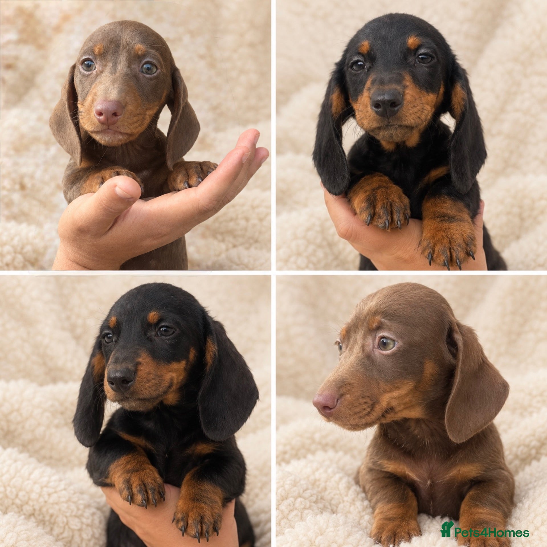 Miniature Dachshund dogs 🐾💕 3 GORGEOUS MINIATURE DACHSHUND BOYS 💕🐾 - Advert 1