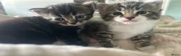 Domestic Shorthair cats for sale: 🐾 Beautiful Tabby Kittens - £300 each  in Shoreham-by-Sea - Advert 1