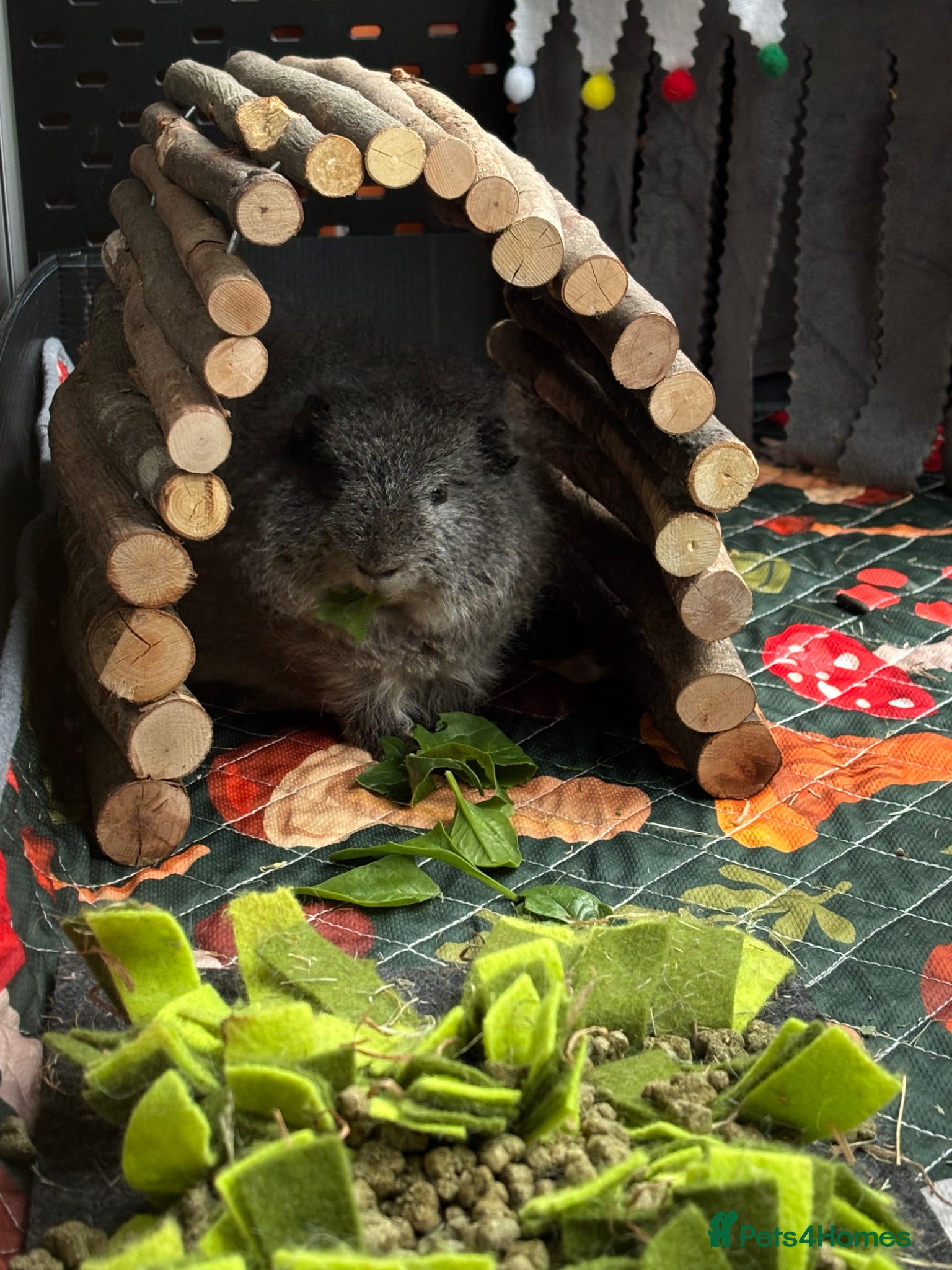 Guinea Pig rodents Young Swiss Boar  - Advert 1