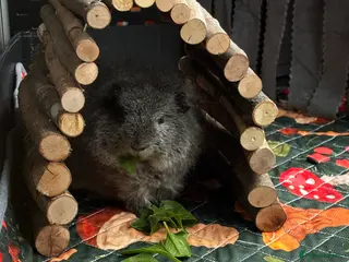 Guinea Pig rodents Young Swiss Boar - Advert 1
