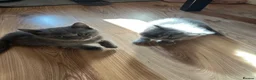 Russian Blue cats for sale: Russian Blue x British Shorthair kittens - Advert 5
