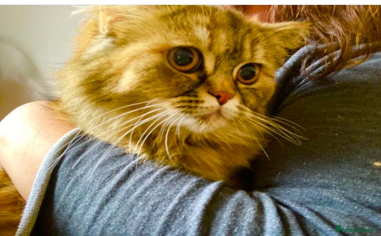 Persian cats - Advert 1