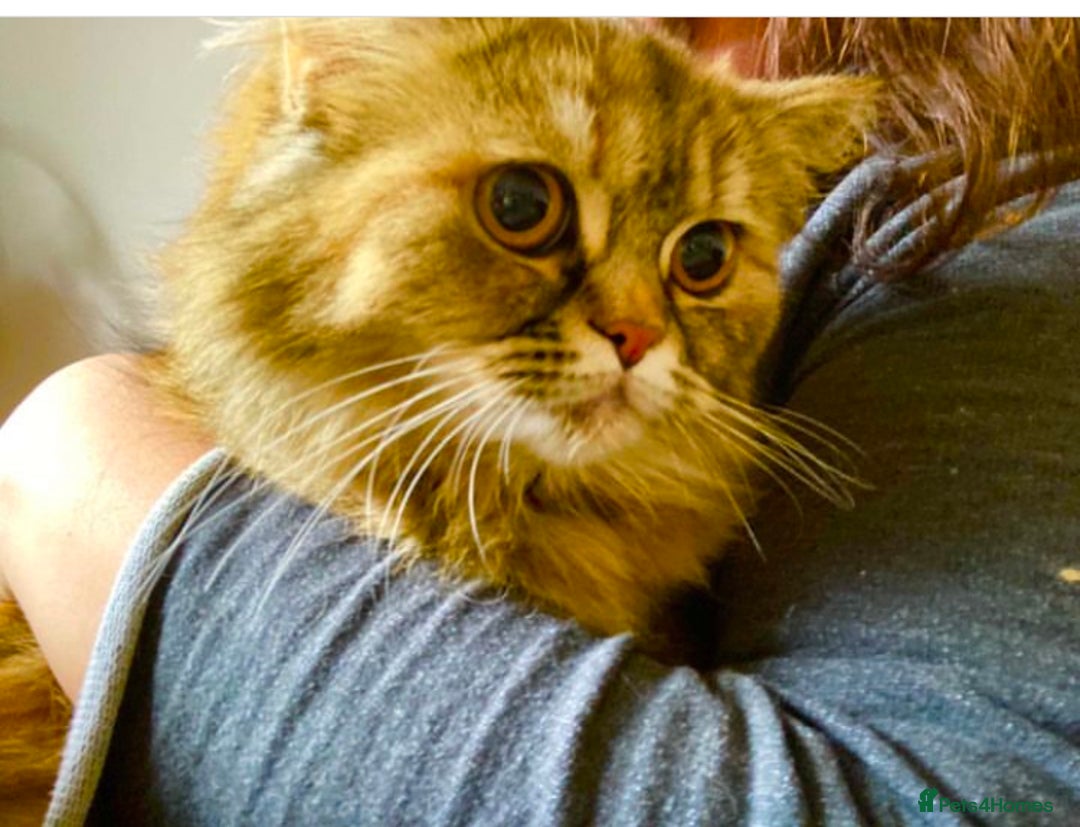 Persian cats for sale: Beloved 2 year old Persian Queen for adoption  - Image 1