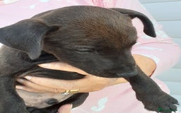Patterdale Terrier dogs for sale: READY NOW Stunning litter of Patterdale Terriers  - Image 12