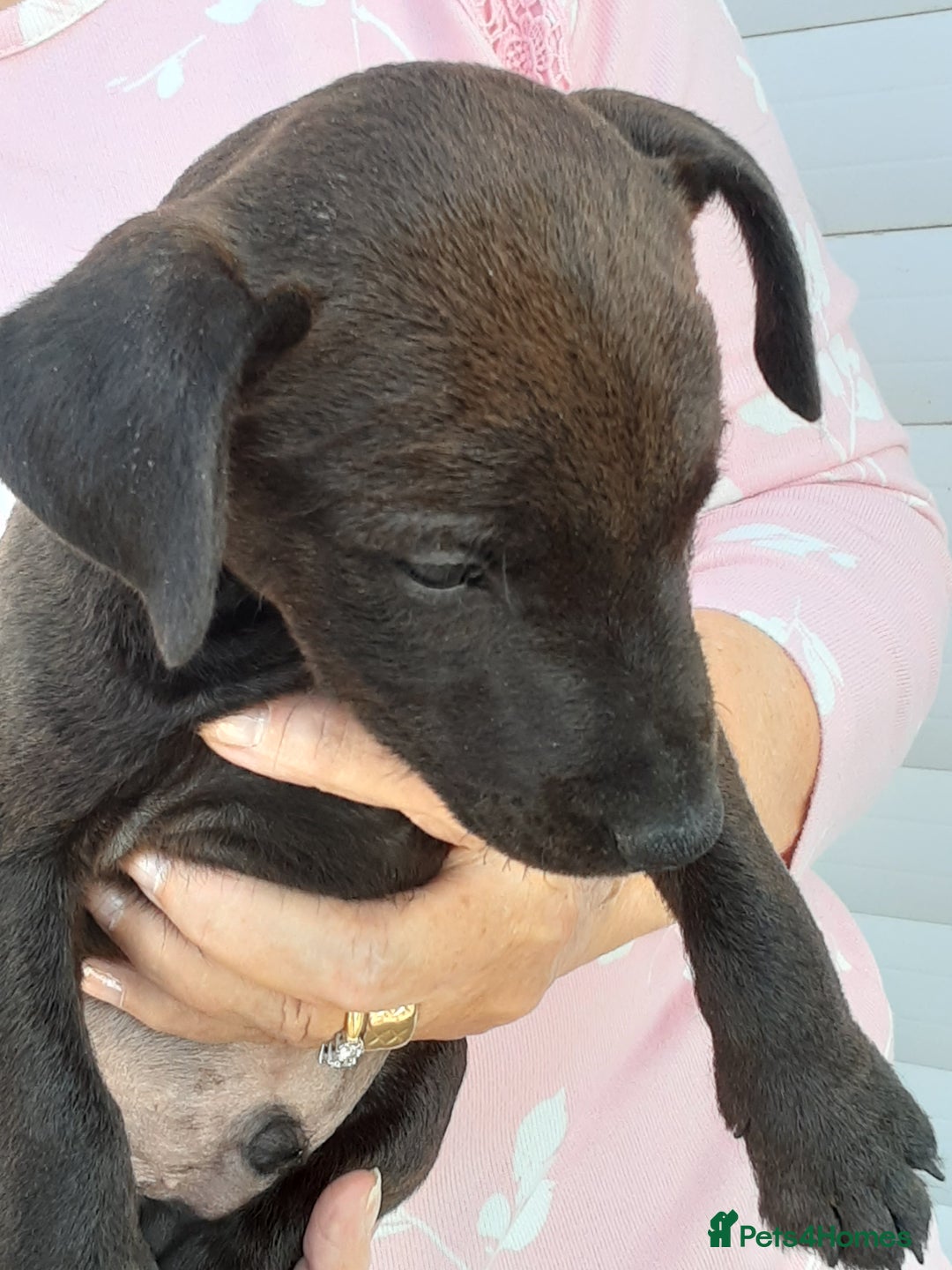 Patterdale Terrier dogs for sale: READY NOW Stunning litter of Patterdale Terriers  - Image 12