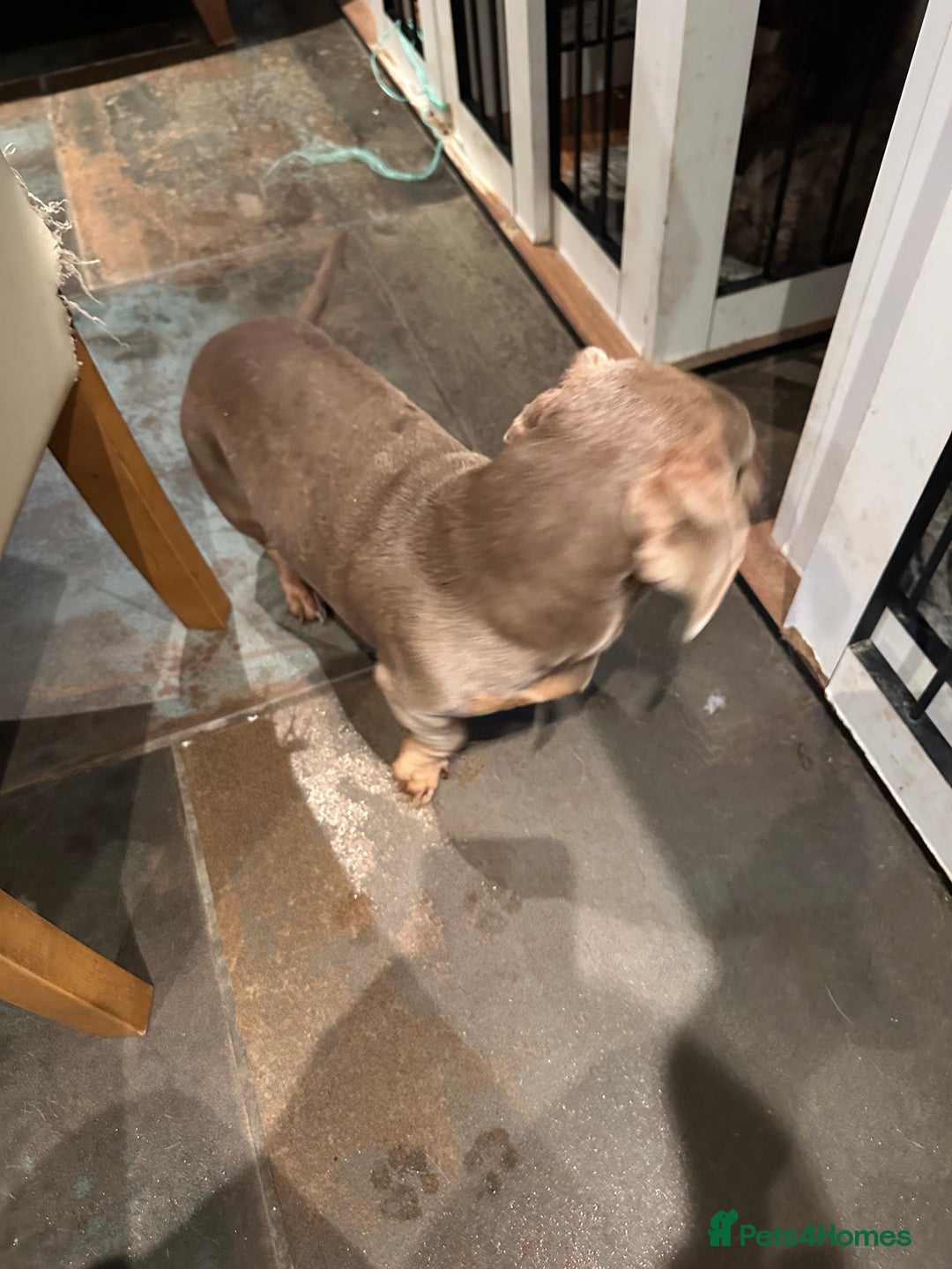 Miniature Dachshund dogs for sale: Isabella Pretty Boy - Advert 6