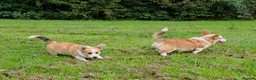 Welsh Corgi Pembroke dogs for sale: Corgi Puppies for Loving Homes – 1 Male, 1 Female - Advert 6