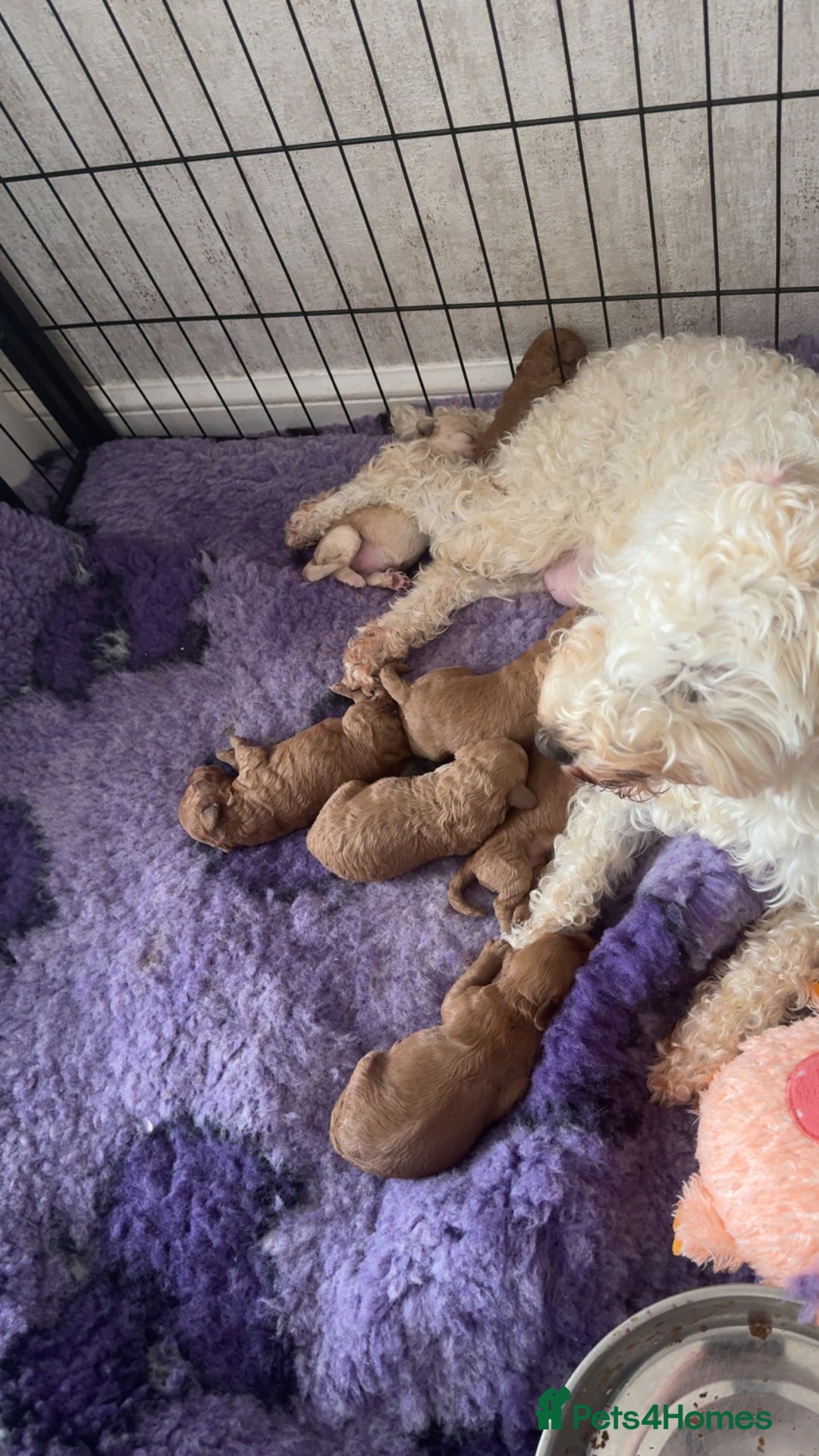 Schnoodle dogs for sale: Miniature Poodle X Schnoodle pups for sale - Image 13