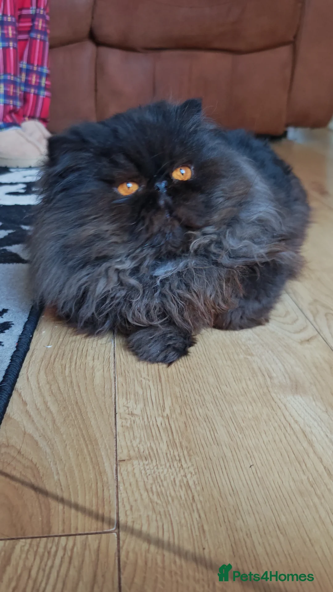 Persian cats for sale: Intact active adult black male - Advert 15