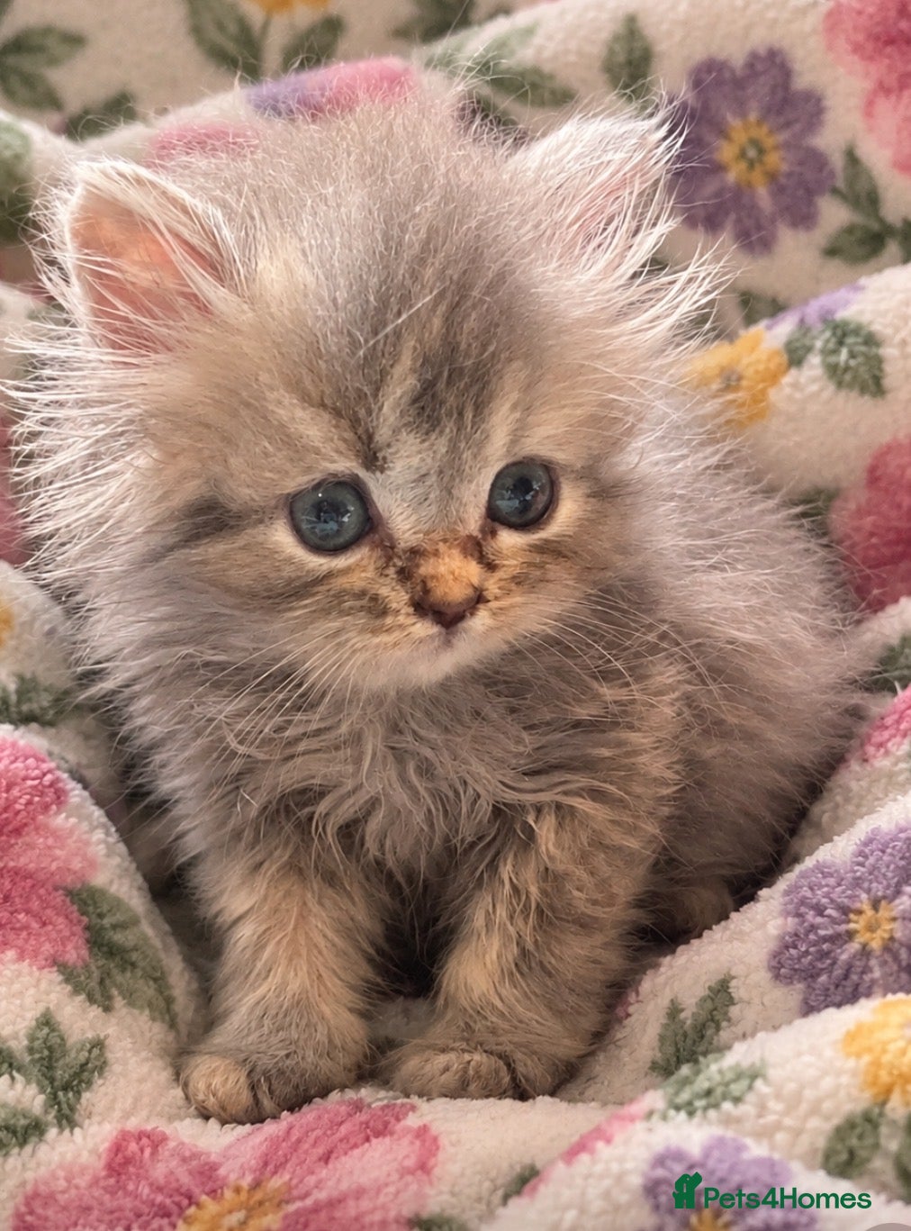 Persian cats  PERSIAN CHINCHILLA BABIES  🌸🌷💐🌹🌼 - Advert 1