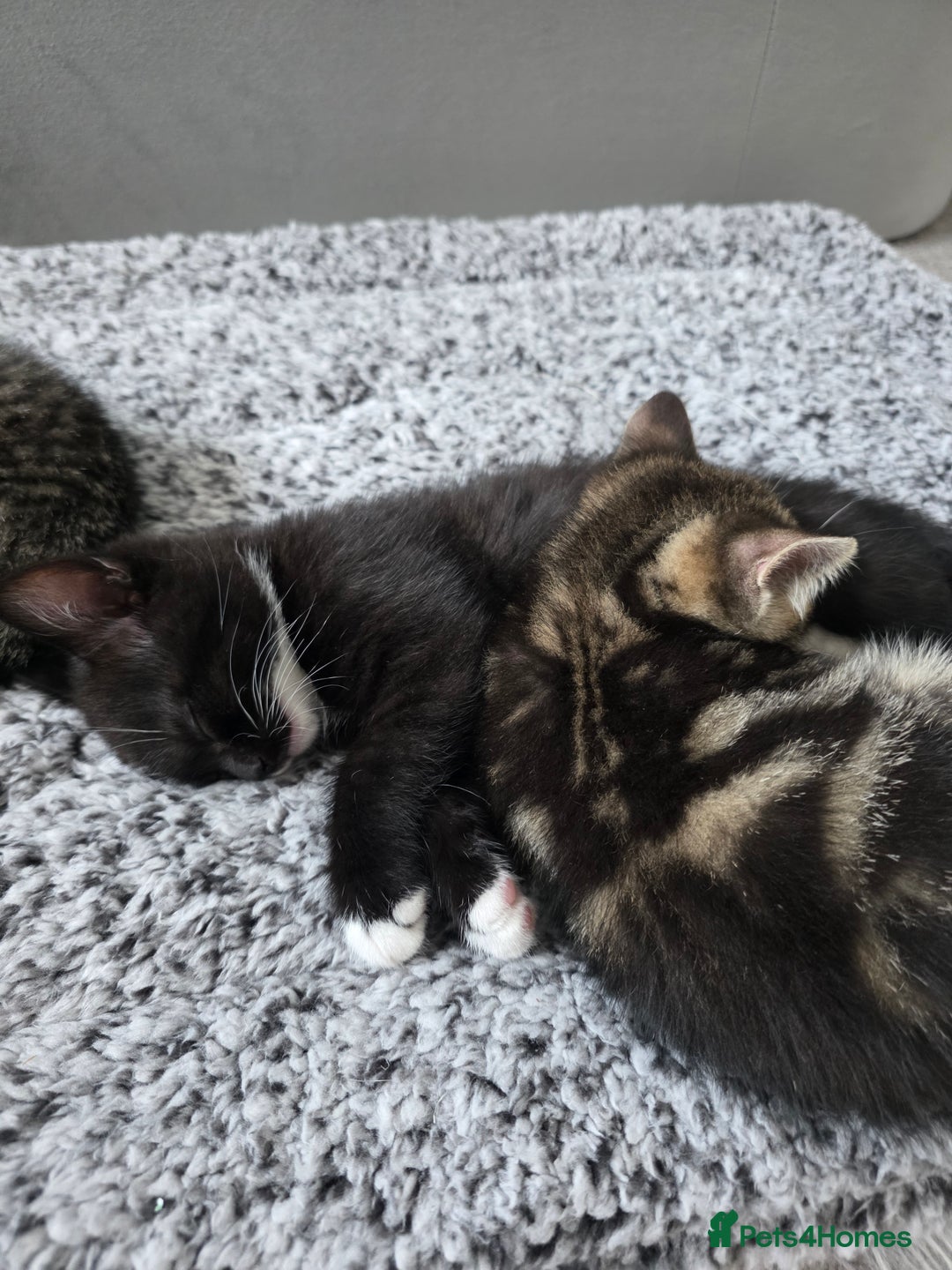 Scottish Fold cats for sale: Scottish Fold cross kitten  - Image 2
