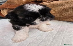 Shih Tzu dogs for sale: Hi my name is Maria  - Image 10