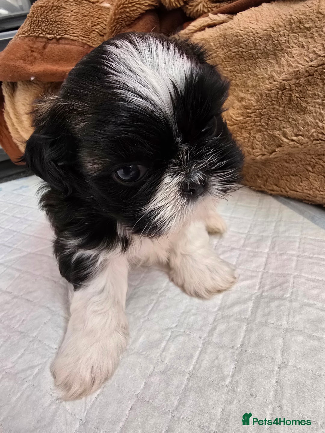 Shih Tzu dogs for sale: Hi my name is Maria  - Image 10