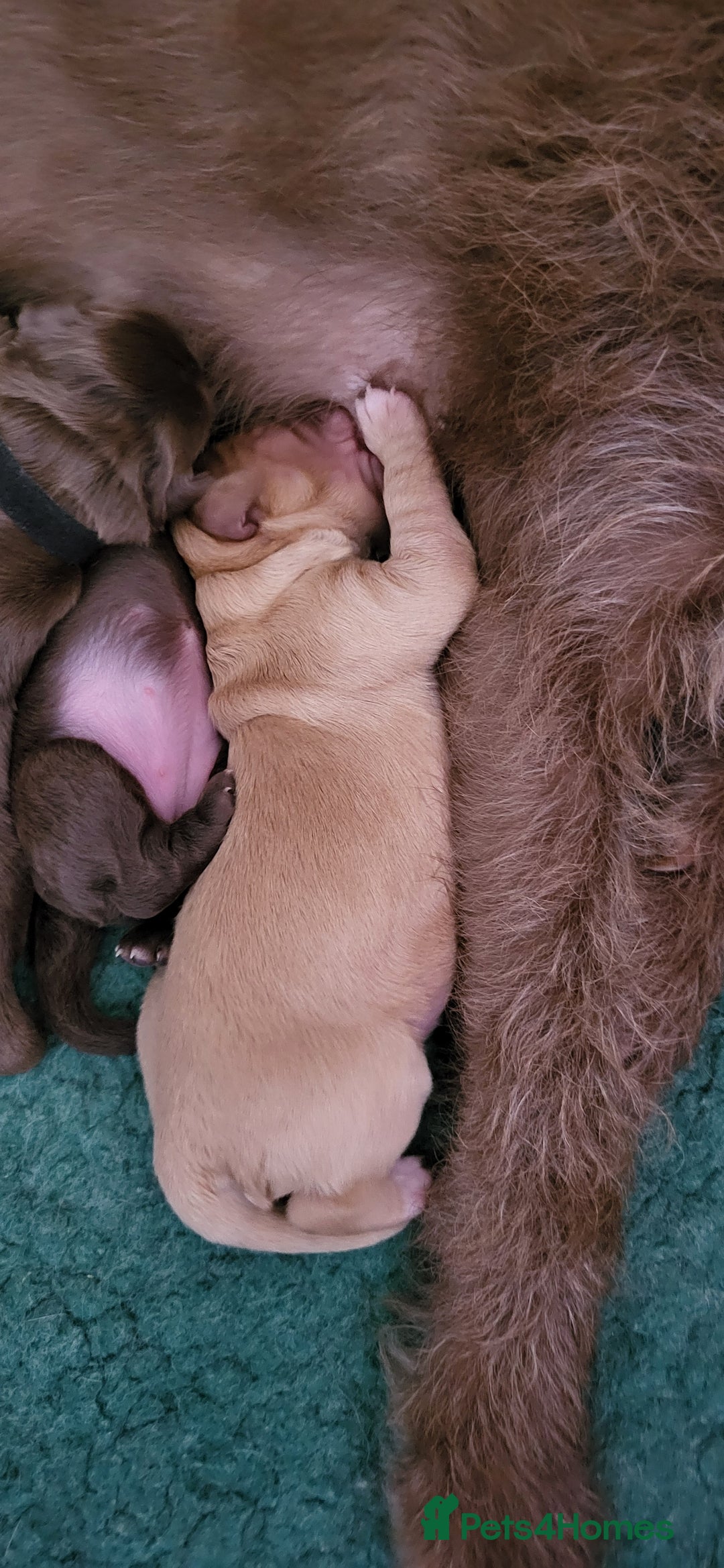 Australian Labradoodle dogs for sale: Beautiful Australian Labradoodle puppies  - Image 4