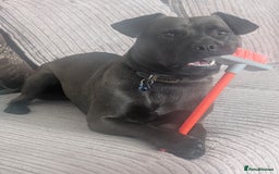 Mixed Breed dogs for sale: 10 month staffy cross with chihuahua  - Image 6