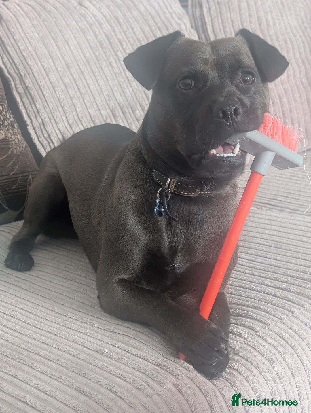 Mixed Breed dogs for sale: 10 month staffy cross with chihuahua  - Image 6