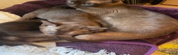 Burmese cats for sale: Gorgeous GCCF Burmese brown male - Advert 2
