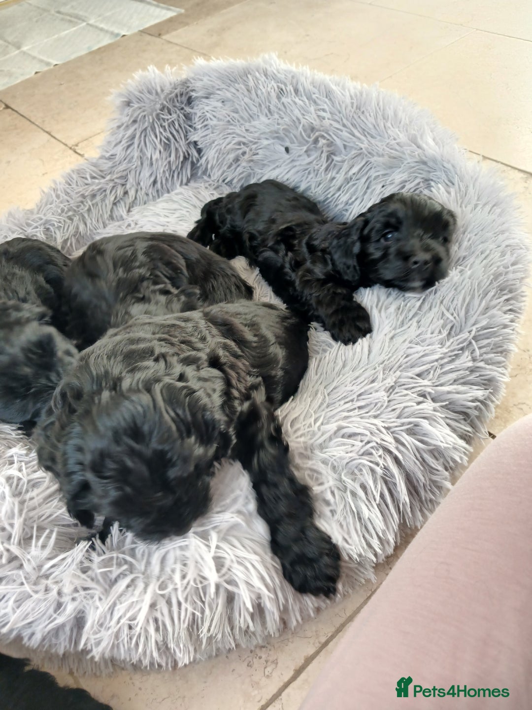 Cockapoo dogs for sale: Toy Cockapoo Puppies Looking for Loving Homes - Advert 22