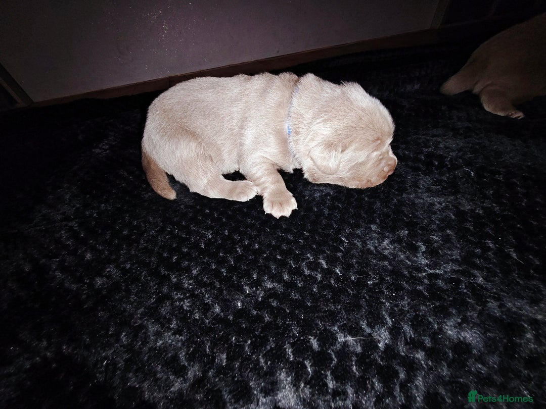 Labrador Retriever dogs for sale: Silver Labrador puppies  - Advert 20
