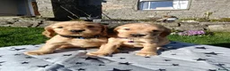 Cocker Spaniel dogs for sale: Quality Golden Show Type Cocker Spaniel puppies - Advert 18