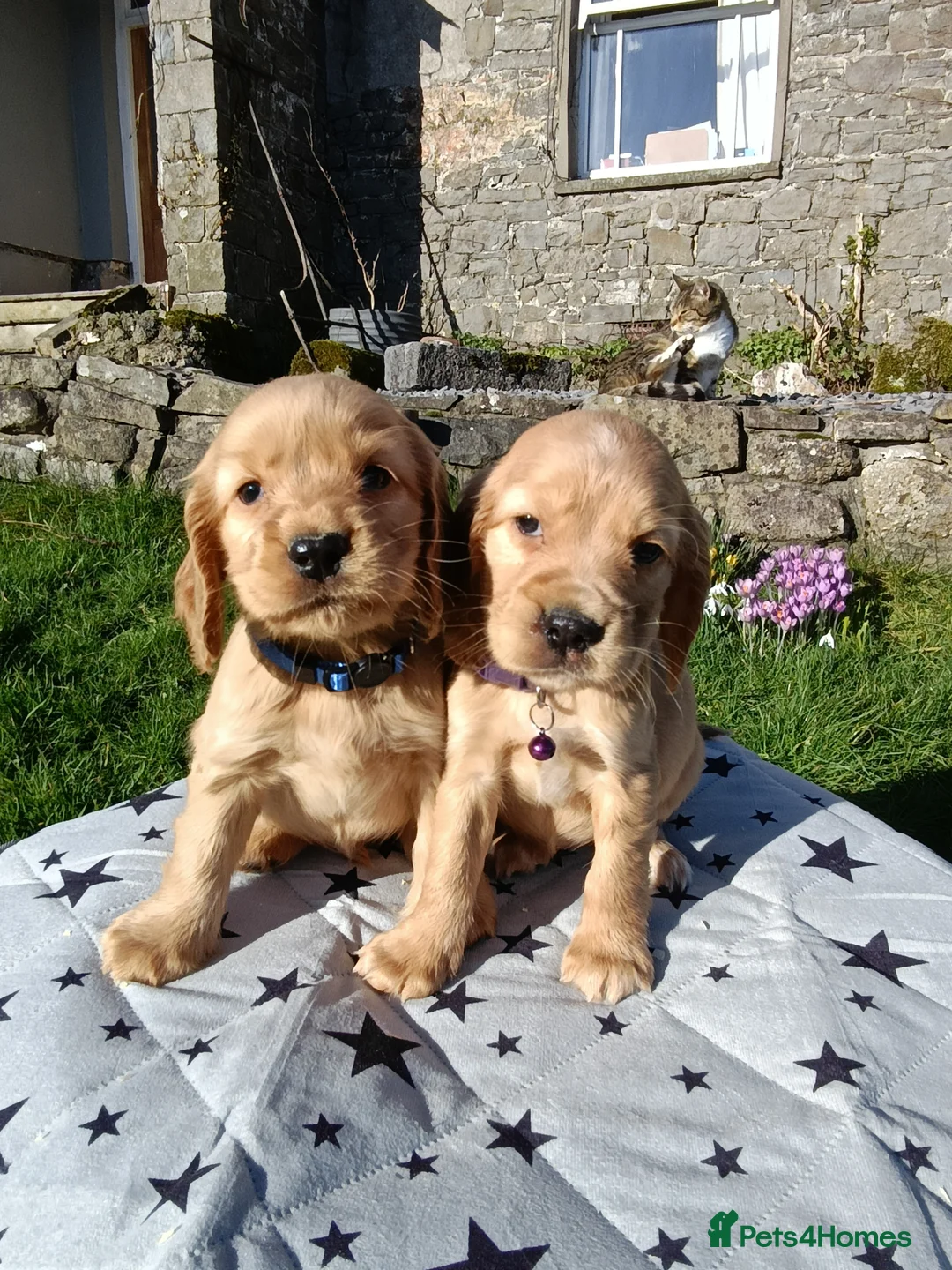 Cocker Spaniel dogs for sale: Quality Golden Show Type Cocker Spaniel puppies - Advert 18