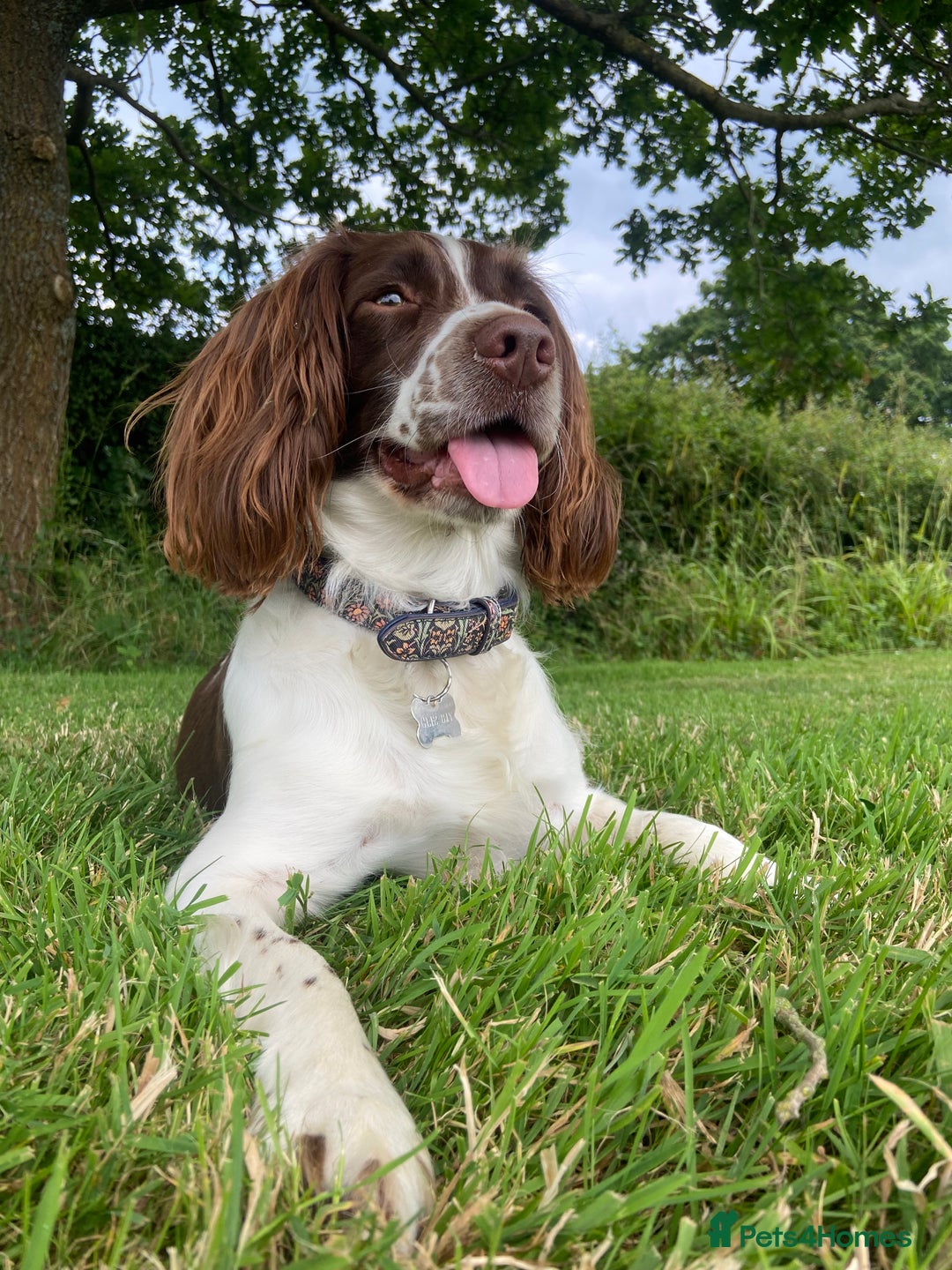 Sprocker dogs for sale: Sprocker Spaniel Puppies  - Image 1