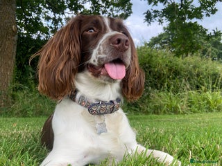 Sprocker dogs for sale - Advert 1