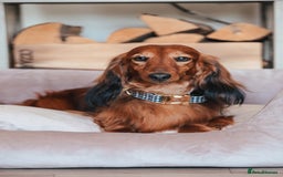 Miniature Dachshund dogs for sale: PEDIGREE MINIATURE LONGHAIRED DACHSHUNDS  - Image 7