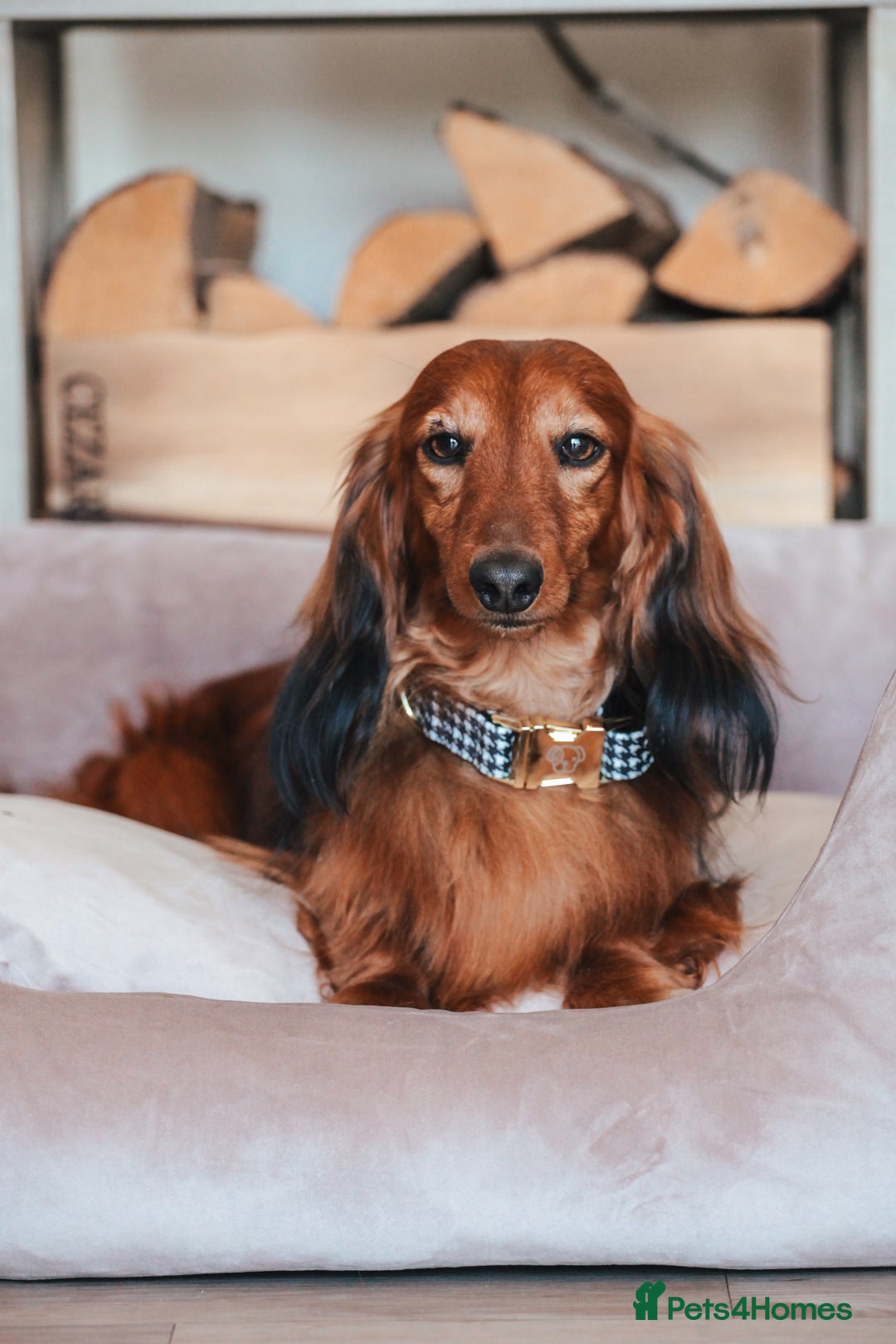 Miniature Dachshund dogs for sale: PEDIGREE MINIATURE LONGHAIRED DACHSHUNDS  - Image 7