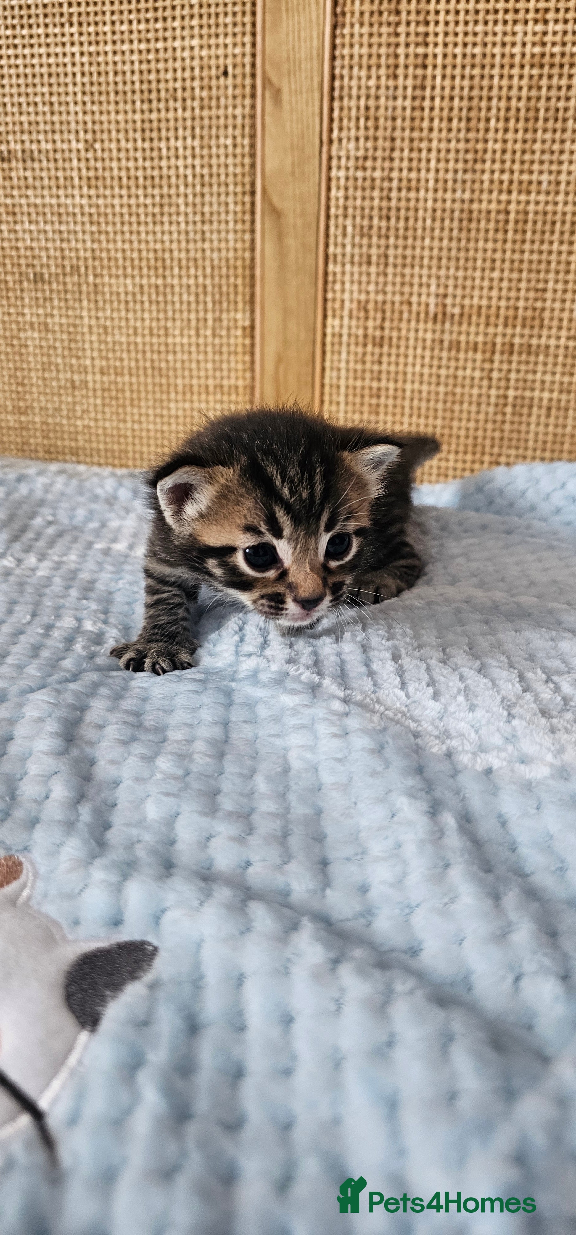 Mixed Breed cats for sale: Beautiful Bengal Mix Kittens - Advert 34