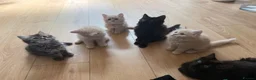 Siberian cats for sale: Beautiful Siberian Kitten - Advert 5